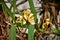 Maxillaria ubatubana orchid flowers on tree trunk