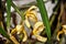 Maxillaria ubatubana orchid on tree trunk in the yard