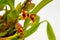 Maxillaria Variabilis Red flower buds. Phalaenopsis flowering of a rare of orchids. White background. Big flowers pot