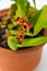 Maxillaria Variabilis Red flower buds. Phalaenopsis flowering of a rare of orchids. White background. Big flowers pot