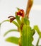 Maxillaria Variabilis Red flower buds. Phalaenopsis flowering of a rare of orchids. White background. Big flowers pot