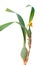 Maxillaria variabilis or Variable Maxillaria orchid with yellow flower and leaves isolated on white background