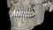 The maxillary central incisors are centered in the maxilla, one on either side of the median line