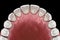 Maxillary human gum and teeth. Medically accurate tooth illustration