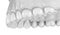 Maxillary human gum and teeth in white style. Medically accurate tooth illustration