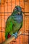 Maximilian`s Pionus aka Scaly-headed Pionus, a green parrot with red undertail from south america