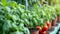 Maximizing Yield and Flavor: Thriving Organic Basil and Tomato Plants in a Greenhouse for Home Garde