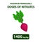 The maximum allowable dose of nitrates in beets. Nitrates in vegetables and fruits. Infographics. Vector illustration