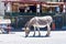 MAY 15 2018 - OATMAN, ARIZONA: Wild burro on the streets of Oatman Arizona, along Route 66, eating from the road