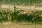 MAY 23, 2017 - LA SAL MOUNTAINS, UTAH -Cowboys brand Cattle near La Sal, Utah off Route 46 near. Animal Themes, Colorado-Utah bo