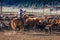 MAY 23, 2017 - LA SAL MOUNTAINS, UTAH -Cowboys brand Cattle near La Sal, Utah off Route 46 near. Outdoors, Centennial Ranch
