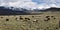 MAY 24 2019, LEMHI PASS, MONTANA, USA - Cattle grazing going up Lemhi Pass, Montana
