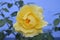 May 3, 2014. Alcazar, Castilla La Mancha, Spain. Wonderful Large Yellow Rose Flower Freshly Impregnated With Morning Rocio. Travel