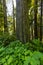 MAY 31, 2019, N CALIFORNIA, USA - Avenue of Giants and giant redwood forest along Route 101 in N California