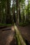 MAY 31, 2019, N CALIFORNIA, USA - Avenue of Giants and giant redwood forest along Route 101 in N California