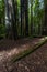 MAY 31, 2019, N CALIFORNIA, USA - Avenue of Giants and giant redwood forest along Route 101 in N California