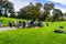 May 6, 2018 San Francisco / CA / USA - A group of amateur musicians gathered on a meadow in Golden Gate Park, singing and