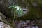 May apple with moss covered stone