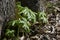 May apple plants in early spring