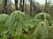 May Apple plants growing on the forest floor