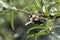 May beetle on a branch of sea buckthorn close-up