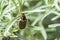 May beetle on a branch of sea buckthorn close-up