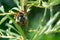 May beetle on a branch of sea buckthorn close-up