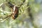 May beetle on a branch of sea buckthorn close-up