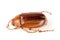 May beetle or Cockchafer or Melolontha isolated on white background