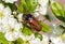 May beetle on flowering plum. macro cockchafer