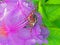 May beetle. Large insect in rhododendron flower. Large petals pink.