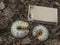 May beetle larvae in compost. Their size is clearly demonstrated