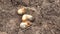 May beetle larvae on the ground close-up