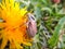 May beetle Melolontha, on a dandelion flower Taraxacum officinale