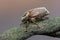 may beetle - Melolontha pectoralis