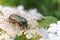 May beetle Melonlotha on fresh leaves of a tree pollinates flowers