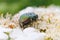 May beetle Melonlotha on fresh leaves of a tree pollinates flowers