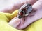 May beetle sits on a person`s finger, macro