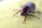 May beetle sits on a yellow cloth, macro