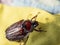 May beetle sits on a yellow cloth, macro