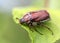 May beetle sitting on a leaf