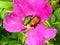 May beetles on rose hips