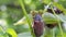 May beetles on a tree