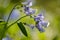 May Bluebell Cluster