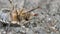 May-bug beetle lying on the back