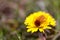 May bug or cockchafer or Melolontha on a dandelion