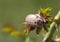 May-bug (lat. Melolontha).