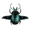 May bug scarab with wings top view