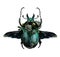May bug scarab with wings top view and scenery of green plants and flowers