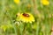 May-bug on the yellow dandelion